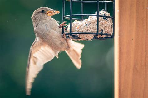 12 Do's And Don’ts Of Offering Suet To Birds