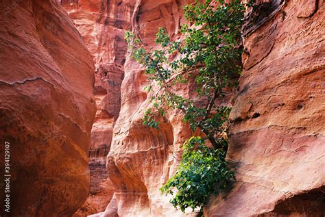 Petra, Jordan Stock Photo | Adobe Stock