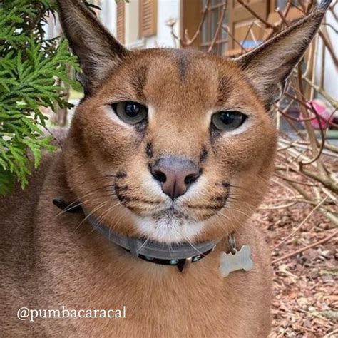 Who know what caracal pumba is thinking floppa – Artofit
