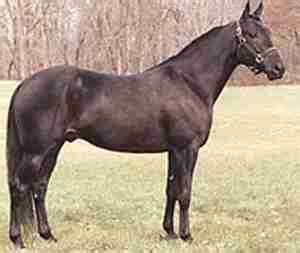 standardbred horse world  horses