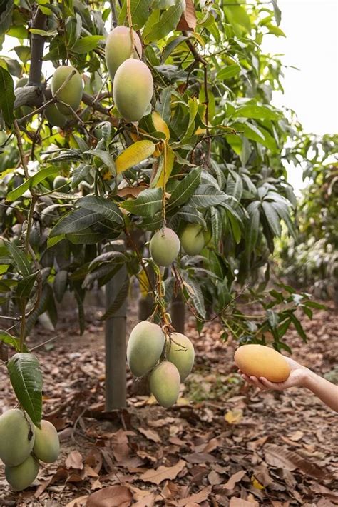 mango cultivation  harvest stock photo image  india horticulture