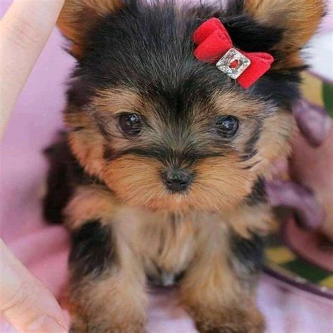 Teacup yorkie puppies for sale/Teacup yorkie puppy for sale