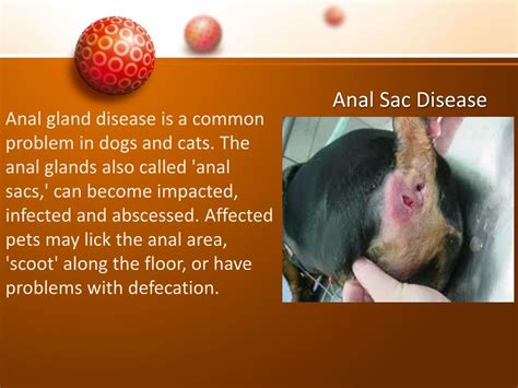 PPT - Skin Disease in Dogs PowerPoint Presentation, free download - ID