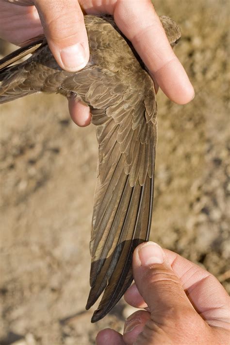 01229 Ringing Group: Pallid and Common Swift Ringing - Spain May 2011