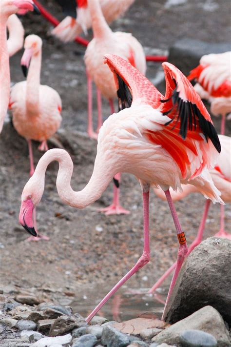 https://flic.kr/p/javdU6 | Flamingo Dance Albert Schweitzer, Animal ...