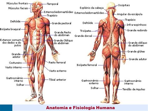O Que E Fisiologia Humana - Anatomia+e+Fisiologia+Humana - Anatomia Humana I