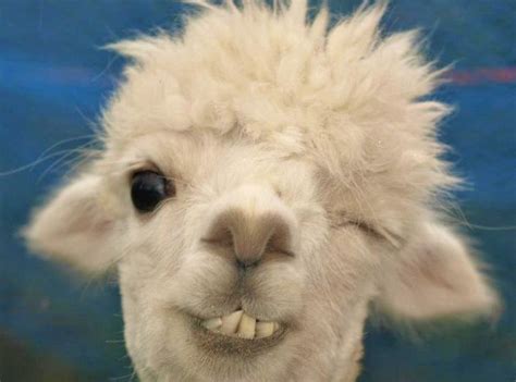 funny-llama-face-2-1 - Vivian Lawry