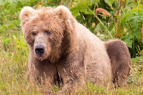 picture face teeths brown bear sow cub play