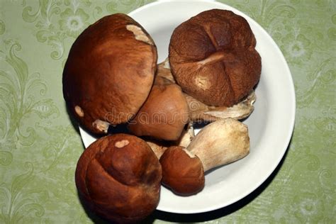 White Mushrooms. Edible Freshly Picked Mushrooms Lie on a White Plate Stock Image - Image of ...