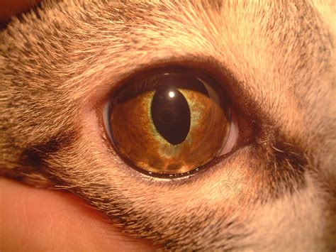 Melanosis In Cats