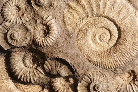 fossil  learning zone