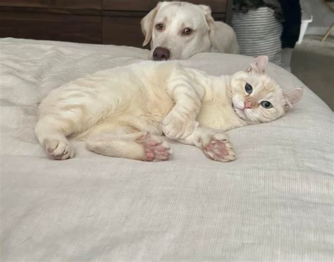 Happy Ending : r/cats