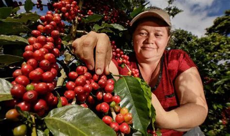 Types of coffee produced in El Salvador. - El Salvador INFO.
