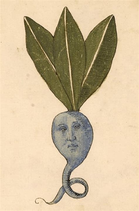 Illustration of mandrake from a fifteenth century Northern Italian ...