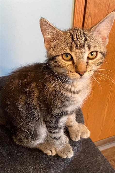 Tigerlily Cat Rescue - Mackenzie *ADOPTED* Short Hair Brown Tabby