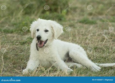 Hungarian Kuvasz puppy stock image. Image of outdoors - 41183607