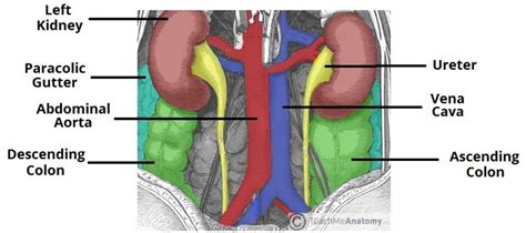 The Colon - Ascending - Transverse - Descending - Sigmoid - TeachMeAnatomy