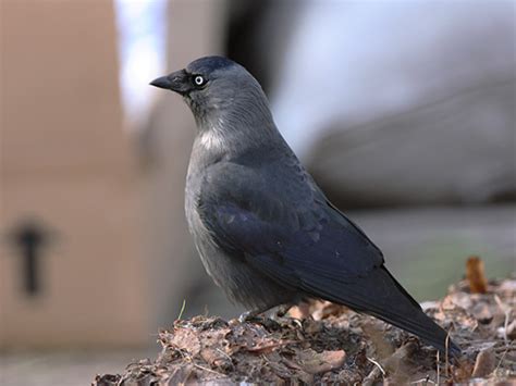 Kovārnis