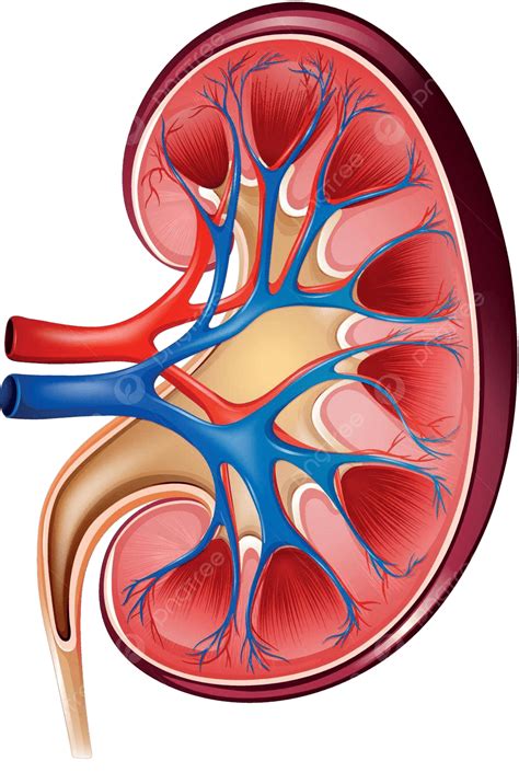 Kidney Organ Laboratory Internal Vector, Organ, Laboratory, Internal