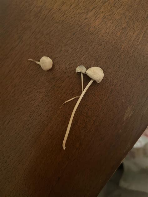 Help identify these please found in Puerto Rico : r/MagicMushroomHunters