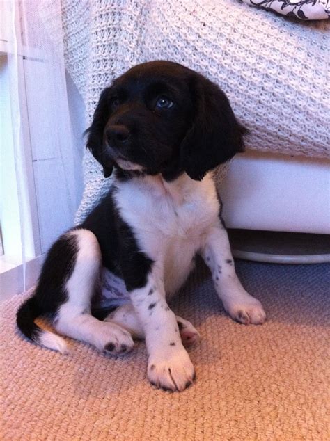 Border Collie Springer Spaniel Mix Puppies For Sale In Wisconsin