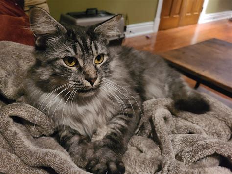 Forest kitty came to stay : r/nowmycat