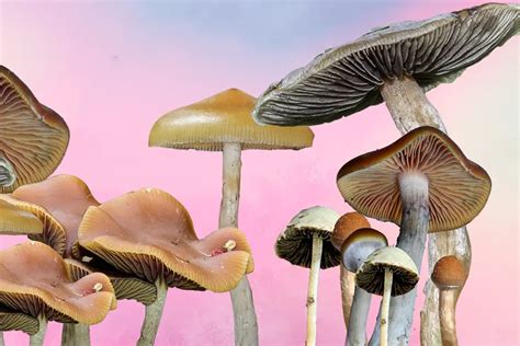 Psilocybe Cubensis and Other Types of Magic Mushrooms You Should Know ...