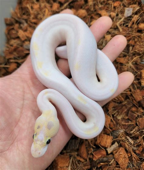super fire pied leopard od yb ball python  bobs balls morphmarket