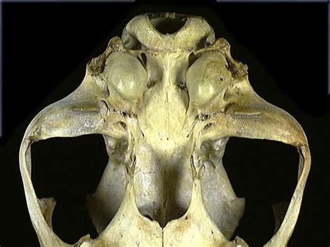 ADW: Acinonyx: SPECIMENS