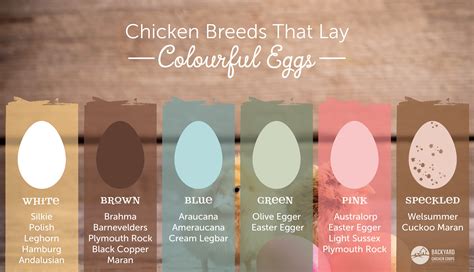 Egg Color Chart By Breed – NBKomputer