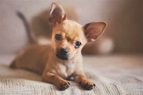 Light Brown Teacup Chihuahua