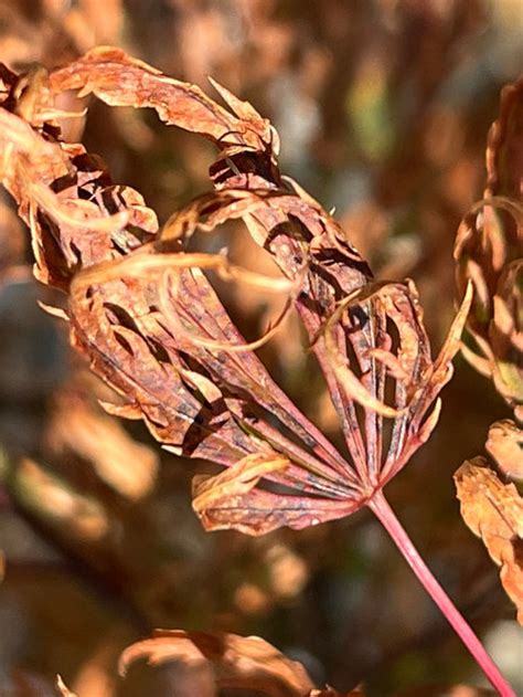 Japanese Maple, leaf scorch?