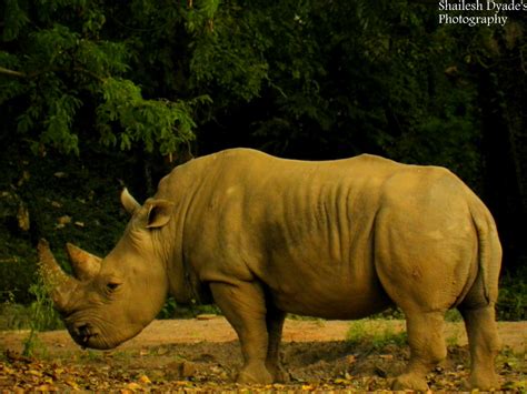 Mysore Zoo Animals..!!