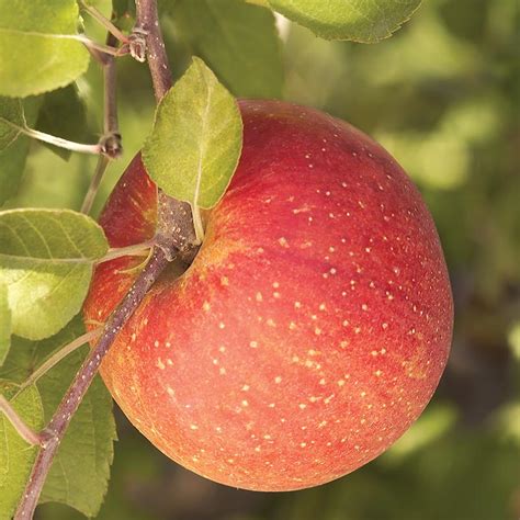 Fuji Apple Tree | Gurney's Seed & Nursery Co.