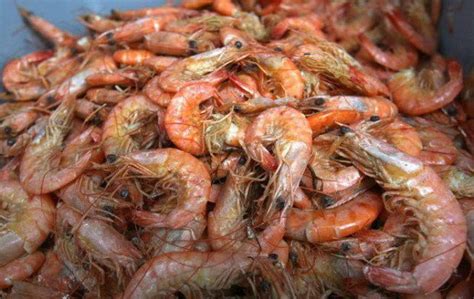 12 fascinating shrimp facts | Sports | nola.com