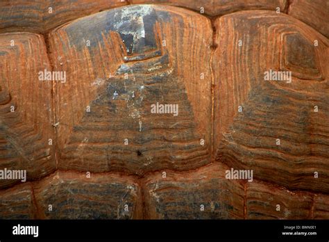 Tortoise shell pattern Stock Photo - Alamy