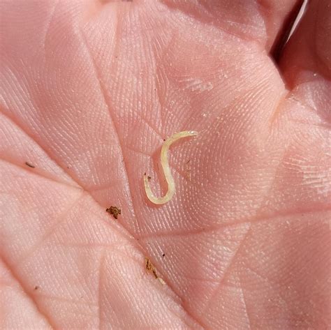 tiny white worm  red tip   head upstate ny rwhatsthisbug