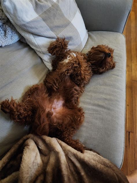 King Charles Cavalier + Poodle = Awesome