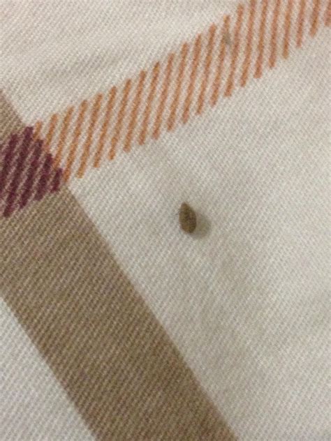 Found in Ontario on a bed. Extremely small and found at nighttime when ...