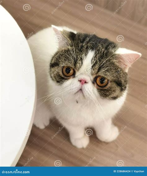 Flat Face Cat Breed Baby Exotic Shorthair Cats British Kitty Plumb Nose