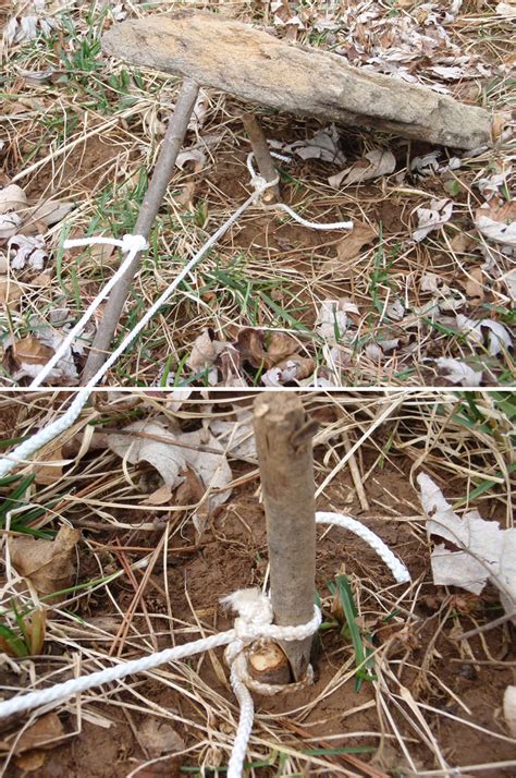 guide     survival traps   time outdoor life