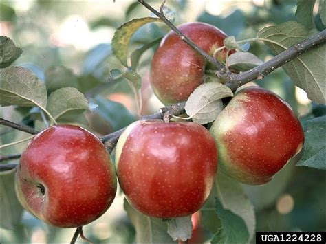 apple natural resources