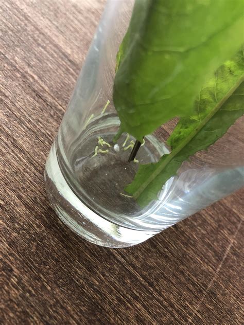 The blinded sphinx moth eggs in my work locker hatched I want to raise