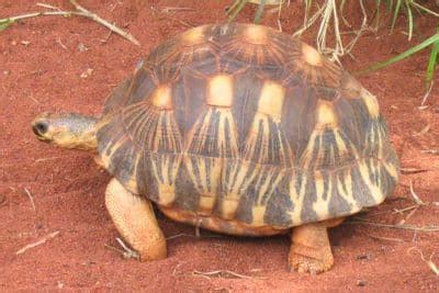 tortoise faos health  anatomy