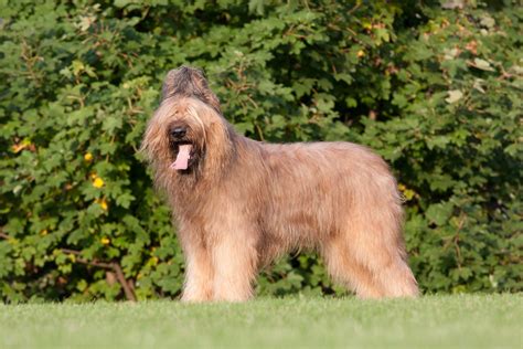 briard dog breed info pictures facts traits dogster