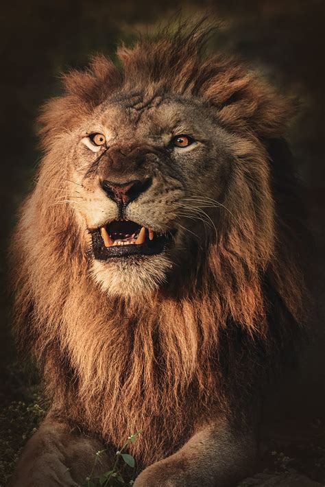Animals Hd Wallpaper 1080p