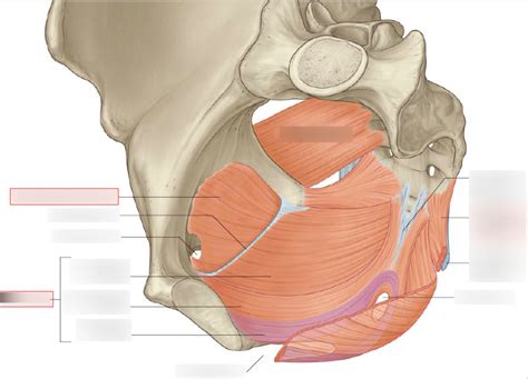 Pelvic Diaphragm Diagram | Quizlet