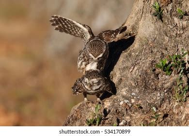 Little Owl Mating Season Stock Photo 534170899 | Shutterstock