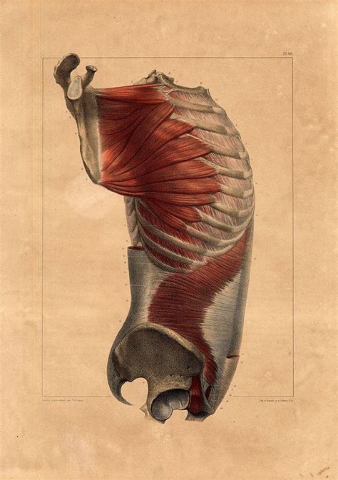 Scientific Illustration | senjukannon: Anatomical illustrations of the ...