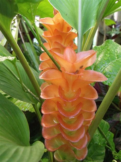 grow ginger indoors artofit